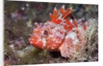 Lesser Red Scorpionfish (Scorpaena notata), Tamariu, Costa Brava, Mediterranean Sea, Spain by Anonymous