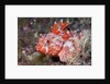 Lesser Red Scorpionfish (Scorpaena notata), Tamariu, Costa Brava, Mediterranean Sea, Spain by Anonymous