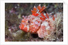 Lesser Red Scorpionfish (Scorpaena notata), Tamariu, Costa Brava, Mediterranean Sea, Spain by Anonymous