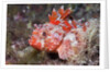 Lesser Red Scorpionfish (Scorpaena notata), Tamariu, Costa Brava, Mediterranean Sea, Spain by Anonymous