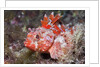 Lesser Red Scorpionfish (Scorpaena notata), Tamariu, Costa Brava, Mediterranean Sea, Spain by Anonymous