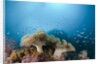 Mushroom Soft Corals (Sarcophyton), Raja Ampat, West Papua, Indonesia by Anonymous
