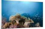 Mushroom Soft Corals (Sarcophyton), Raja Ampat, West Papua, Indonesia by Anonymous