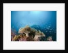 Mushroom Soft Corals (Sarcophyton), Raja Ampat, West Papua, Indonesia by Anonymous