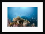 Mushroom Soft Corals (Sarcophyton), Raja Ampat, West Papua, Indonesia by Anonymous