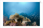 Mushroom Soft Corals (Sarcophyton), Raja Ampat, West Papua, Indonesia by Anonymous