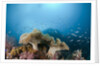 Mushroom Soft Corals (Sarcophyton), Raja Ampat, West Papua, Indonesia by Anonymous