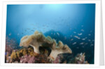 Mushroom Soft Corals (Sarcophyton), Raja Ampat, West Papua, Indonesia by Anonymous