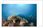 Mushroom Soft Corals (Sarcophyton), Raja Ampat, West Papua, Indonesia by Anonymous