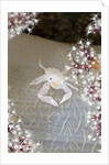 Porcelain Crab (Porcellanella triloba) on Soft Coral, Raja Ampat, West Papua, Indonesia by Anonymous