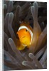 Clown Anemonefish (Amphiprion ocellaris), Raja Ampat, West Papua, Indonesia by Anonymous