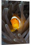 Clown Anemonefish (Amphiprion ocellaris), Raja Ampat, West Papua, Indonesia by Anonymous