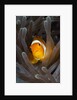 Clown Anemonefish (Amphiprion ocellaris), Raja Ampat, West Papua, Indonesia by Anonymous