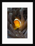 Clown Anemonefish (Amphiprion ocellaris), Raja Ampat, West Papua, Indonesia by Anonymous