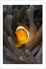 Clown Anemonefish (Amphiprion ocellaris), Raja Ampat, West Papua, Indonesia by Anonymous