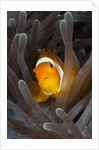 Clown Anemonefish (Amphiprion ocellaris), Raja Ampat, West Papua, Indonesia by Anonymous