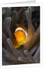 Clown Anemonefish (Amphiprion ocellaris), Raja Ampat, West Papua, Indonesia by Anonymous