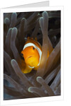Clown Anemonefish (Amphiprion ocellaris), Raja Ampat, West Papua, Indonesia by Anonymous