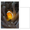 Clown Anemonefish (Amphiprion ocellaris), Raja Ampat, West Papua, Indonesia by Anonymous