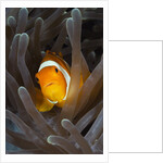 Clown Anemonefish (Amphiprion ocellaris), Raja Ampat, West Papua, Indonesia by Anonymous