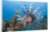 Lionfish (Pterois volitans), Raja Ampat, West Papua, Indonesia by Anonymous
