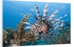 Lionfish (Pterois volitans), Raja Ampat, West Papua, Indonesia by Anonymous