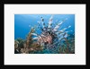 Lionfish (Pterois volitans), Raja Ampat, West Papua, Indonesia by Anonymous