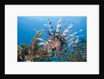 Lionfish (Pterois volitans), Raja Ampat, West Papua, Indonesia by Anonymous