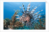 Lionfish (Pterois volitans), Raja Ampat, West Papua, Indonesia by Anonymous