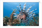 Lionfish (Pterois volitans), Raja Ampat, West Papua, Indonesia by Anonymous