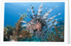 Lionfish (Pterois volitans), Raja Ampat, West Papua, Indonesia by Anonymous
