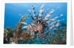 Lionfish (Pterois volitans), Raja Ampat, West Papua, Indonesia by Anonymous