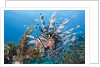 Lionfish (Pterois volitans), Raja Ampat, West Papua, Indonesia by Anonymous
