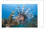 Lionfish (Pterois volitans), Raja Ampat, West Papua, Indonesia by Anonymous