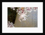 Porcelain Crab (Porcellanella triloba) on a Soft Coral, Raja Ampat, West Papua, Indonesia by Anonymous