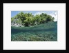 Shallow Coral Reef, Raja Ampat, West Papua, Indonesia by Anonymous
