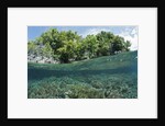 Shallow Coral Reef, Raja Ampat, West Papua, Indonesia by Anonymous