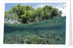 Shallow Coral Reef, Raja Ampat, West Papua, Indonesia by Anonymous