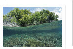Shallow Coral Reef, Raja Ampat, West Papua, Indonesia by Anonymous