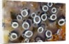 Colony of Tunicates (Clavelina robusta), Raja Ampat, West Papua, Indonesia by Anonymous