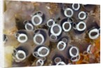Colony of Tunicates (Clavelina robusta), Raja Ampat, West Papua, Indonesia by Anonymous