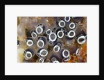 Colony of Tunicates (Clavelina robusta), Raja Ampat, West Papua, Indonesia by Anonymous