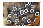 Colony of Tunicates (Clavelina robusta), Raja Ampat, West Papua, Indonesia by Anonymous
