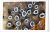 Colony of Tunicates (Clavelina robusta), Raja Ampat, West Papua, Indonesia by Anonymous