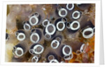 Colony of Tunicates (Clavelina robusta), Raja Ampat, West Papua, Indonesia by Anonymous