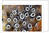 Colony of Tunicates (Clavelina robusta), Raja Ampat, West Papua, Indonesia by Anonymous