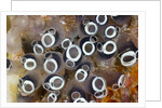Colony of Tunicates (Clavelina robusta), Raja Ampat, West Papua, Indonesia by Anonymous