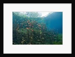 Water Lilies in Car Wash Cenote, Aktun Ha, Tulum, Yucatan Peninsula, Mexico by Anonymous