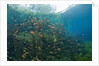 Water Lilies in Car Wash Cenote, Aktun Ha, Tulum, Yucatan Peninsula, Mexico by Anonymous