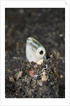 Snake or Hairtail Blenny head (Xiphasia setifer), Lembeh Strait, North Sulawesi, Indonesia by Anonymous